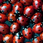 Ladybug