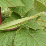 prayingmantis