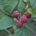 raspberry bush